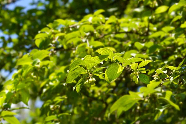 Wiśnia Kornelijska Nazwa Łacińska Cornus Mas — Zdjęcie stockowe