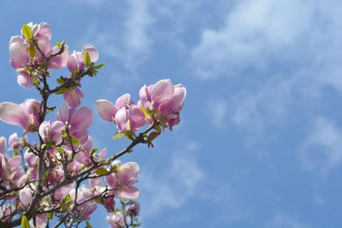Mavi gökyüzüne karşı çiçekli Magnolia (Soulangeana melezleri) ağacı - Latince adı - Magnolia x soulangeana