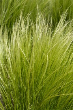Midilli kuyruğu çimen - Latince adı - Nassella tenuissima at kuyruğu
