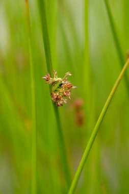 Slender Rush - Latince adı Juncus tenuis