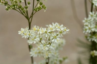 Eğreltiotu yaprağı çiçekleri - Latince adı - Filipendula vulgaris