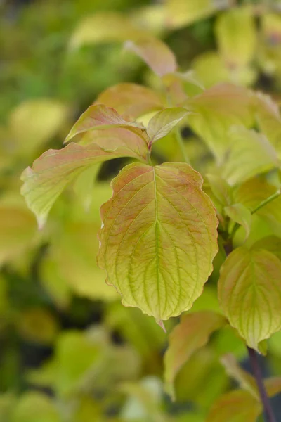 Kwitnące Liście Dogwood Nazwa Łacińska Cornus Florida — Zdjęcie stockowe