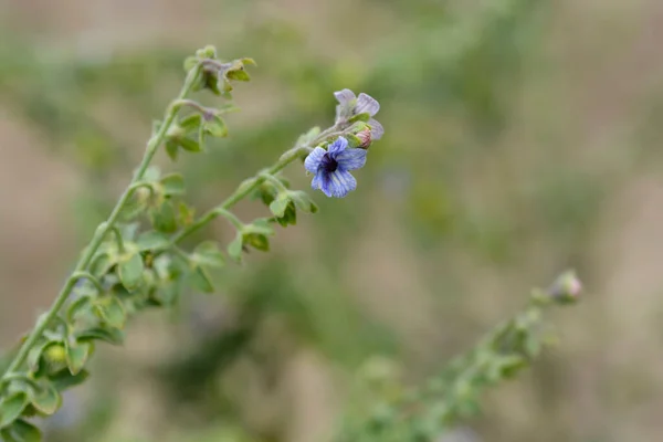 Cretano Blue Hounds Língua Flor Nome Latino Cynoglossum Creticum — Fotografia de Stock