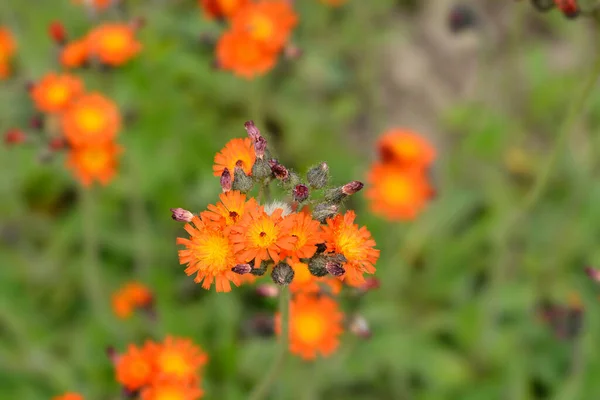 Rotgold Hybriden Lateinischer Name Pilosella Aurantiaca Rotgold Hybriden Hieracium Aurantiacum — Stockfoto