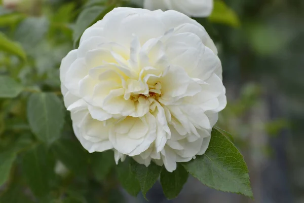 White Lady Romantica Rose Latin Name Rosa Lady Romantica — Stock Photo, Image