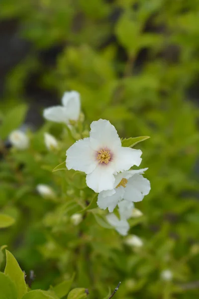 Mock Orange Belle Etoile White Flower Latin Name Philadelphus Belle — Stock Photo, Image