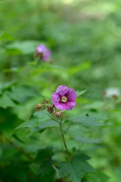 開花ラズベリーピンクの花 ラテン名 Rubus Odoratus — ストック写真