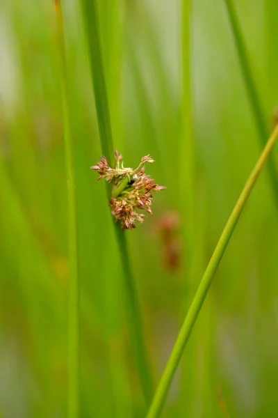 Karcsú Rohanás Latin Név Juncus Tenuis — Stock Fotó