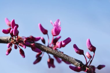 Doğu Kızıltomurcuklanan Kalpler - Latince adı - Cercis canadensis Cascading Hearts