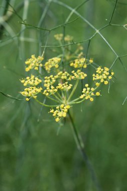 Genel rezene çiçekleri - Latince adı - Foeniculum vulgare