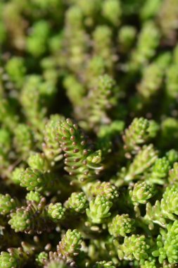 Goldmoss Stonecrop - Latince adı - Sedum dönümü