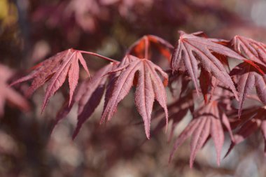 Mor Japon akçaağacı - Latince adı - Acer palmatum Atropurpupreum
