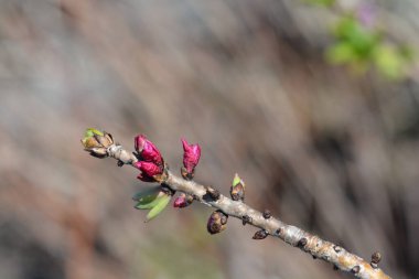 Şubat Daphne Rubrum - Latince adı Daphne mezereum Rubrum