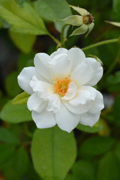 White Iceberg Rose Flower Latin Name Rosa Korbin — Stock Photo, Image