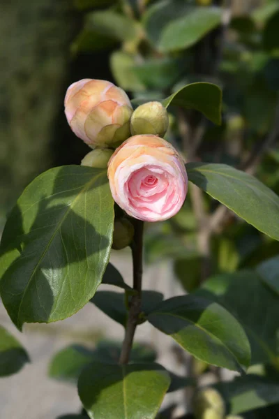 Camellia Flower Buds Latin Name Camellia Japonica — Stock Photo, Image