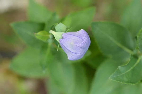 Bourgeon Fleur Ballon Bleu Nom Latin Platycodon Grandiflorus — Photo