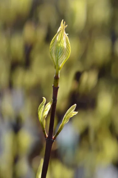 Cornejo Blanco Elegantissima Hojas Nuevas Nombre Latino Cornus Alba Elegantissima — Foto de Stock