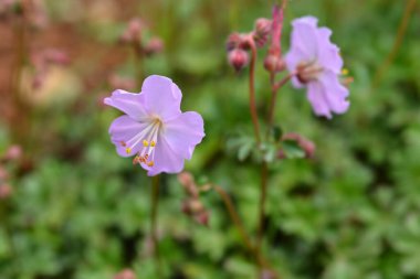 Dalmaçyalı turna gagası - Latince adı - Geranium dalmaticum