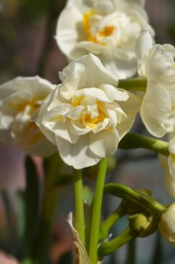 Çifte nergis neşe çiçekleri - Latince adı - Narcissus Neşe