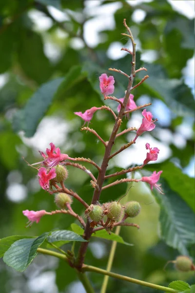 Kırmızı Bukleli Latince Adı Aesculus Pavia — Stok fotoğraf