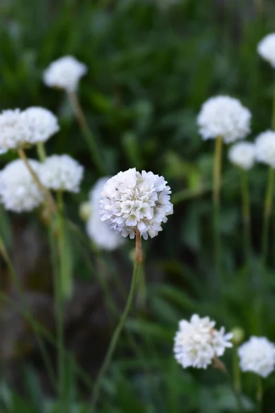 Sea Thrift Alba Nombre Latino Armeria Maritima Alba —  Fotos de Stock