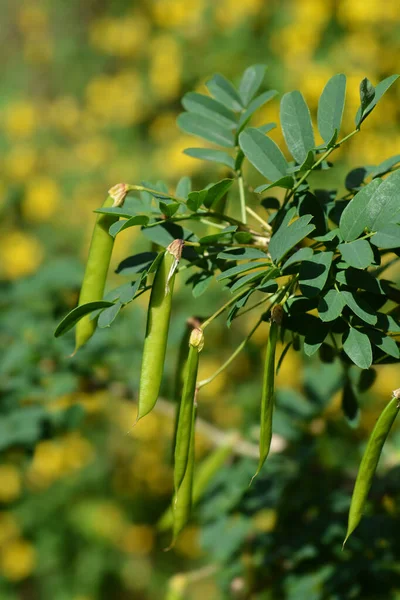 Siberian Pea Shrub Latin Name Caragana Arborescens — Stock Photo, Image