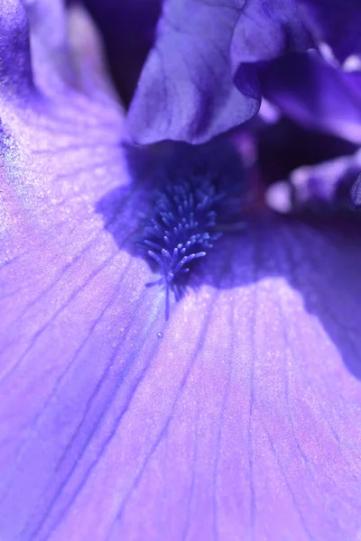 Íris Barba Alta Dusky Challenger Detalhe Flor Nome Latino Iris — Fotografia de Stock