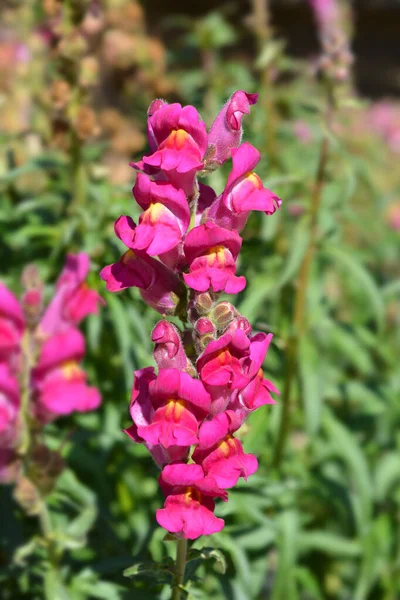 Snapdragon Flowers Latinský Název Antirrhinum Majus — Stock fotografie