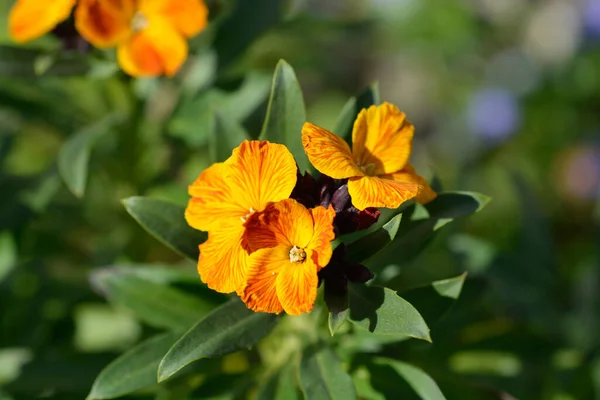 Orange Wallflower Latin Name Erysimum Cheiri — Stock Photo, Image
