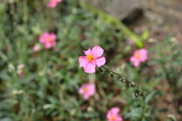 Rosa Rock Rose Hybrid Latinskt Namn Helianthemum Hybrider — Stockfoto