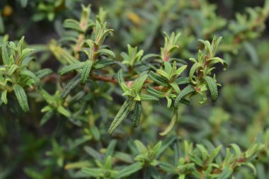 Dar yapraklar - Latince adı - Cistus monspeliensis