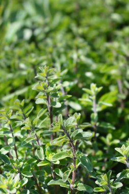 Tatlı marjoram yaprakları - Latince adı - Origanum majorana
