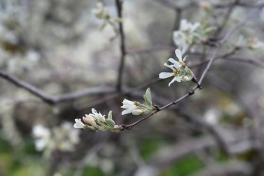 Karlı mespilus beyaz çiçeklerine yakın - Latince adı Amelanchier Ovalis