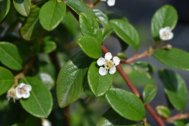 Bearberry cotoneaster Major - Latince adı - Cotoneaster dammeri Major