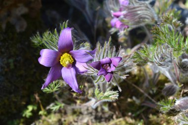 Slovakya pasqueflower - Latince adı Pulsatilla slavica (Pulsatilla halleri subsp. slavica)