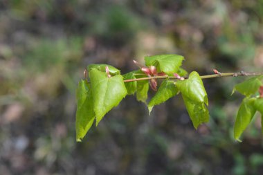 Moğol kireç yaprakları - Latince adı - Tilia mongolica