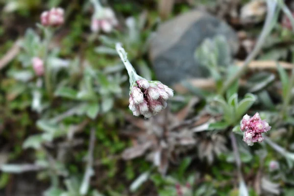 Cipki Liściaste Kwiaty Łacińska Nazwa Antennaria Microphylla — Zdjęcie stockowe