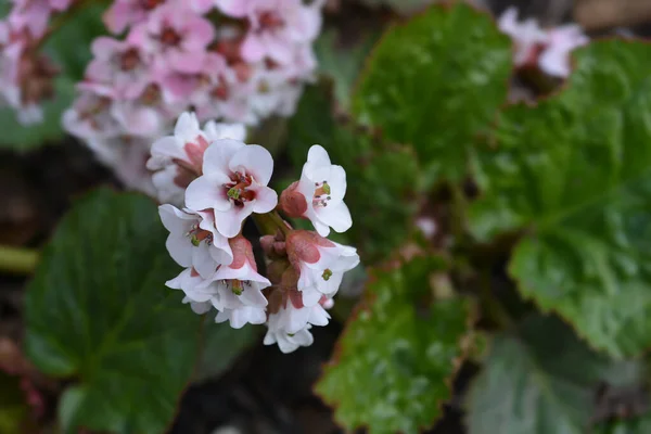 Остриженные Уши Слонов Латинское Название Bergenia Fallata — стоковое фото