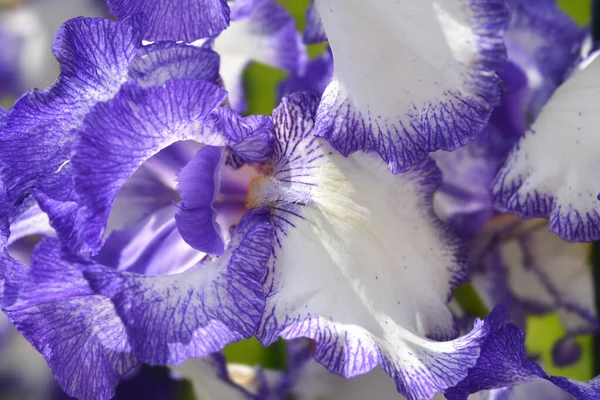 Magas Szakállú Írisz Kék Staccato Virág Latin Név Iris Barbata — Stock Fotó