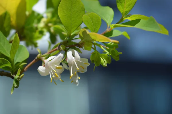 Kwiaty Wiciokrzewu Nazwa Łacińska Lonicera Fragrantissima — Zdjęcie stockowe