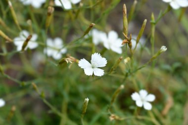 Genç Pembe Beyaz - Latince adı - Dianthus deltoides Albus