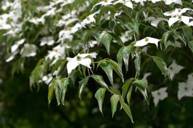 Çiçekli köpek - Latince adı - Cornus kousa