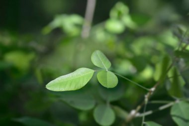 Çalı yoncası yaprakları - Latince adı - Lespedeza iki renkli