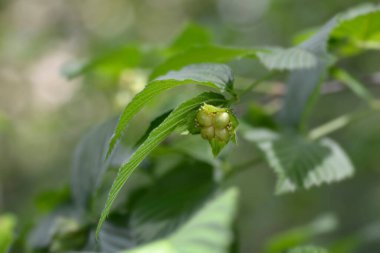 Siyah boncuklu olgunlaşmamış böğürtlen - Latince adı - Rhodotypos scandens
