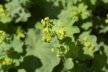 Ladys mantle - Latin name - Alchemilla colorata (Alchemilla cinerea) clipart