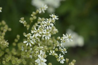 Eğreltiotu yaprağı çiçekleri - Latince adı - Filipendula vulgaris