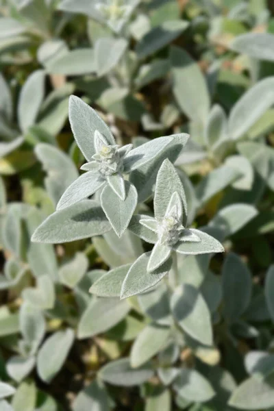 Lambs Ears Silver Carpet Latin Name Stachys Byzantina Silver Carpet — Stock Photo, Image