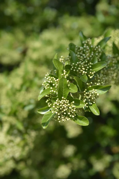 Scarlet Firethorn Flower Buds Латинское Название Pyracantha Coccinea — стоковое фото