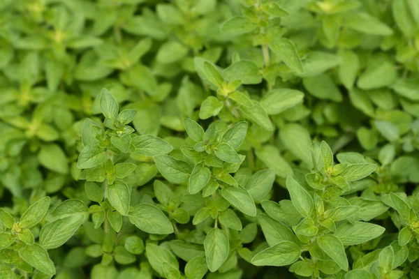 Oregano Herrenhausen Dedaunan Nama Latin Origanum Laevigatum Herrenhausen — Stok Foto