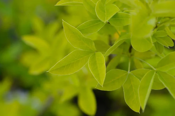 Voss Laburnum Leaves Latin Name Laburnum Watereri Vossii — Stock Photo, Image